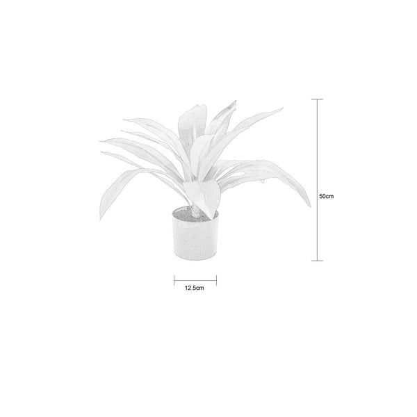 Decofurn Furniture | DRACAENA_FRAGRANS_PLANT_IN_POT_-_50cm_H | Dimensions