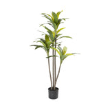 DRACAENA FRAGRANS PLANT IN POT - 120cm(H)
