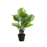 APPLE LEAF PLANT IN POT - 70cm