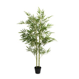 BAMBOO PLANT IN POT - 150cm