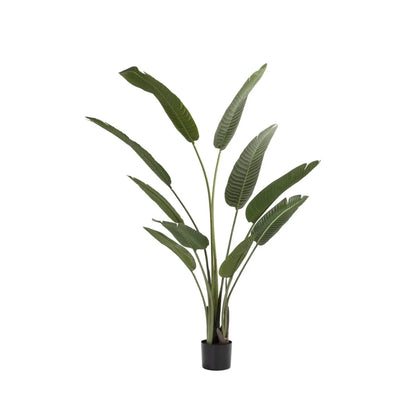 BIRDS OF PARADISE PLANT IN POT- 160cm(H)