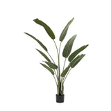 BIRDS OF PARADISE PLANT IN POT- 160cm(H)