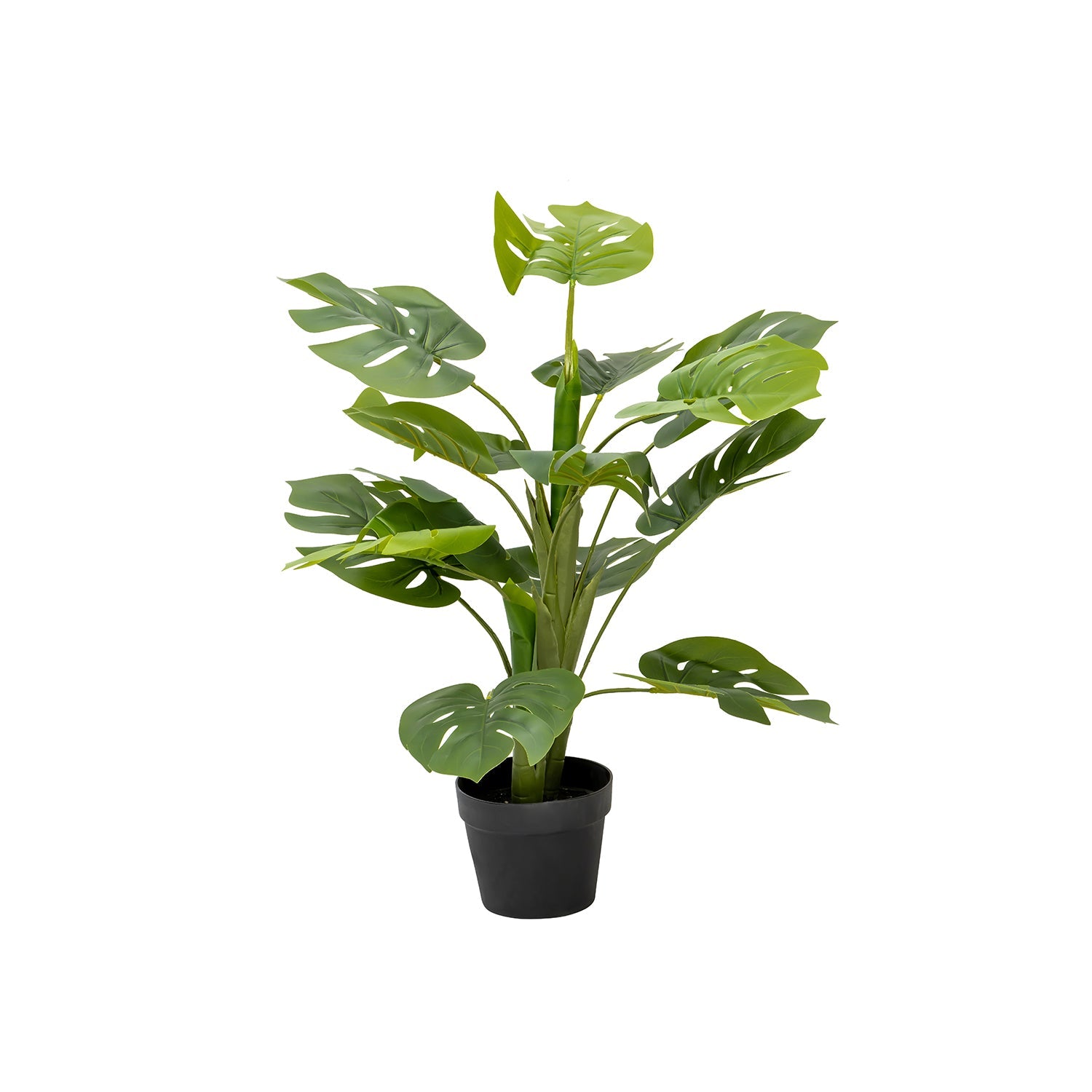 DELICIOUS MONSTER PLANT IN POT - 85cm