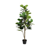 FIDDLE FIG PLANT IN POT - 150cm