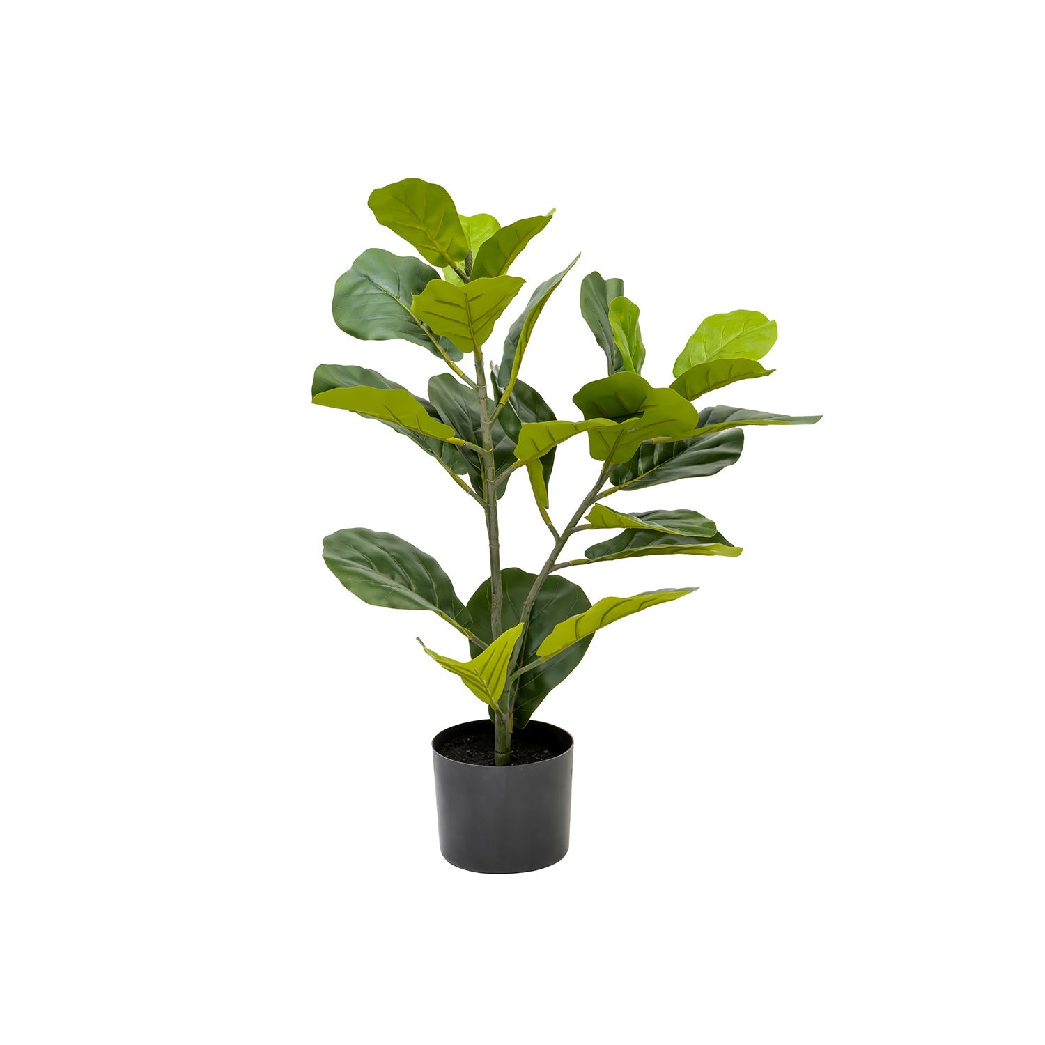FIDDLE FIG PLANT IN POT - 52cm