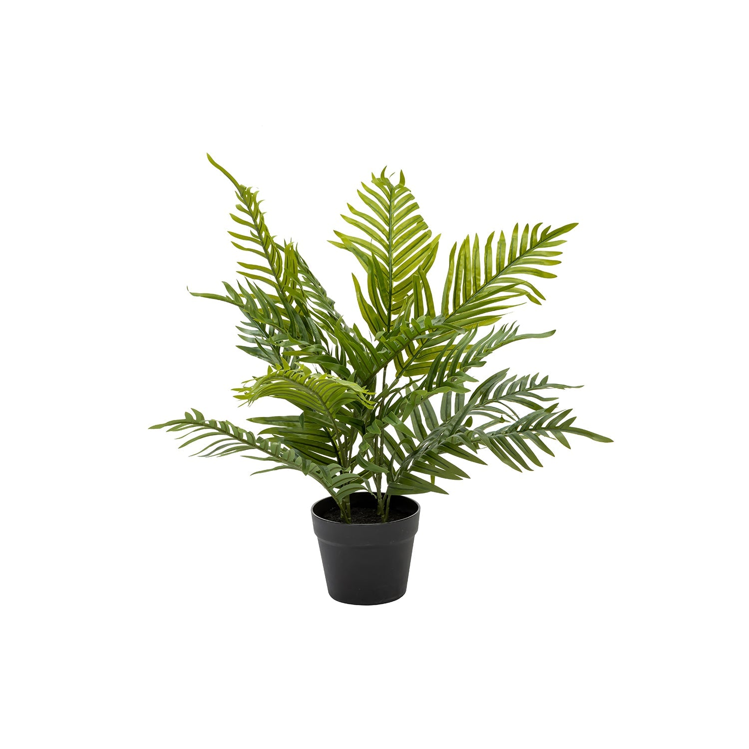 PALM PLANT IN POT - 60cm