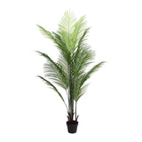 PHOENIX PALM TREE IN POT - 160cm