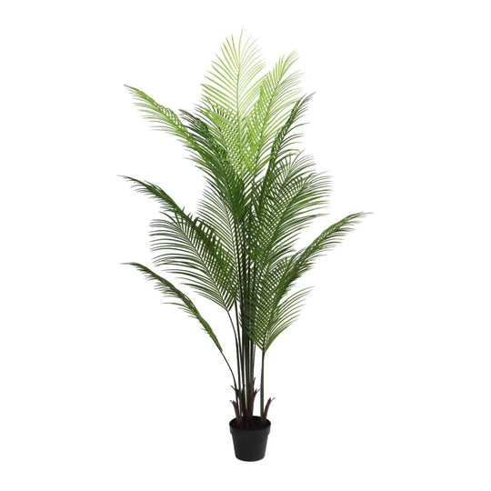 PHOENIX PALM TREE IN POT - 160cm