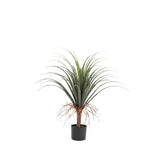 PONYTAIL PALM PLANT IN POT - 80cm(H)