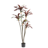 RED DRACAENA FRAGRANS PLANT IN POT - 150cm(H)